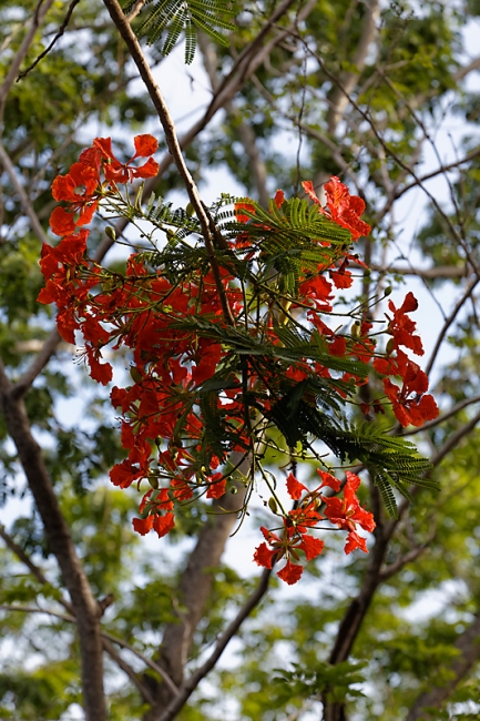 Suan Luang-JUN14-002